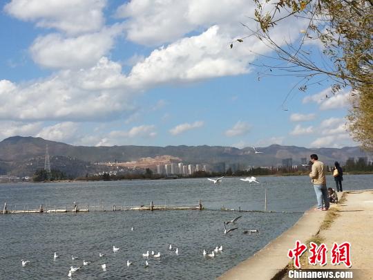 昆明滇池西岸建起2万亩黄金生态带