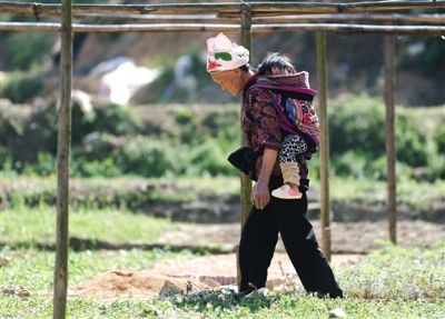 3月27日，丘北县平龙村，小女孩儿在奶奶背上睡着了。她此前所在的佳佳幼儿园因毒案被关，她只能由奶奶照顾。新京报记者 尹亚飞 摄