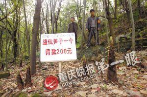盗伐竹笋罚款200元的牌子上还被人写上了骂人的话 