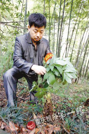 守护员找了些杂草为竹笋做伪装