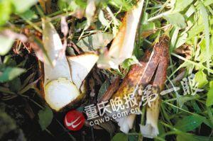 北碚区府附近道路的竹笋惨被人搬走留下一堆笋壳