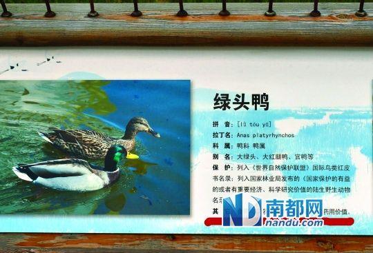 云南景区鸟类介绍牌被质疑制成