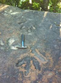 攀枝花发现的手兽足迹。