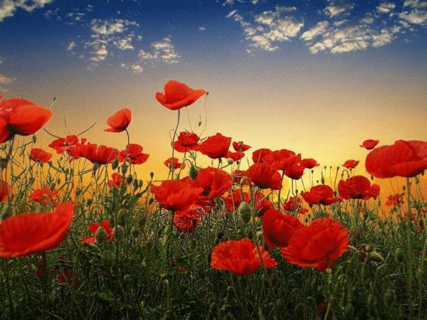 罂粟花开后很“美”，常常有人冒险种植。