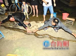 男子徒手制服一条长3米重140斤的大蟒蛇(组图)