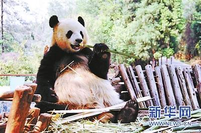 四川雅安招熊猫“帮主” 包吃住配专车年薪20万