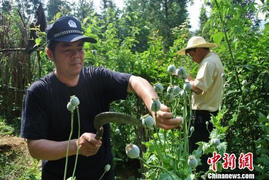 图为警方在铲除毒品原植物罂粟。 贾舒泽 摄
