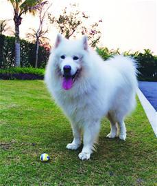 宠物狗坐飞机吐血死亡 找不到权威机构做尸检