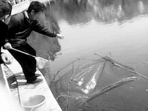 好心人公园湖边放生鱼苗 引来无数垂钓下网者