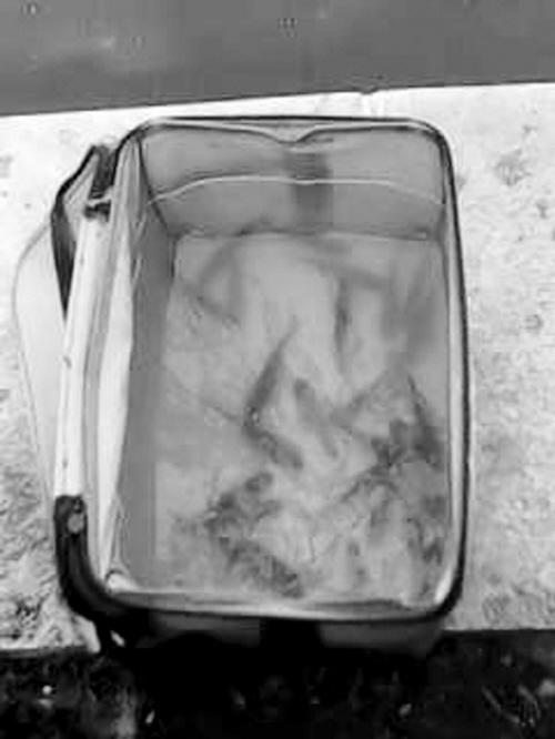 好心人公园湖边放生鱼苗 引来无数垂钓下网者