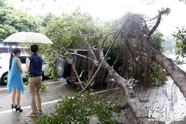 福州一榕树劈叉倒下砸中越野车 所幸无人员伤亡