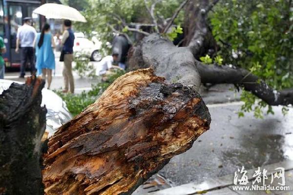 福州一榕树劈叉倒下砸中越野车 所幸无人员伤亡