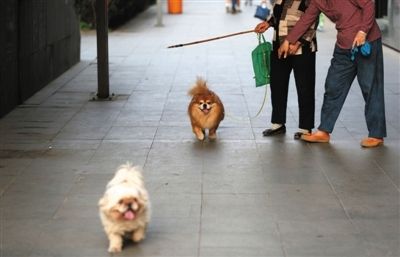 5月9日，慈云寺桥，两位遛狗的市民一个拴着狗绳，一个没拴狗绳。新京报记者 薛珺 摄