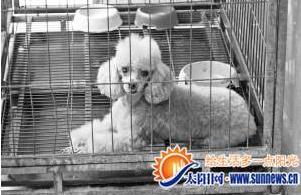 贵宾犬在主人不知情的情况下两次怀孕。记者 陈璐摄