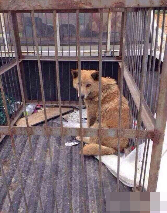 杭州犬类收容所人员当着狗妈妈摔死7只小狗