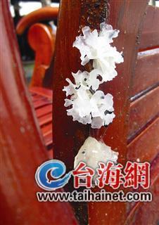 居民家的椅子因持续阴雨长出白木耳 众人惊叹