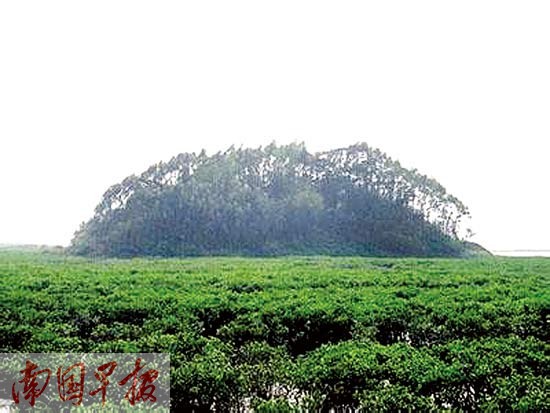 位于钦州的抄墩岛。 自治区海洋局海域和海岛管理处供图