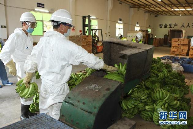 #（社会）（3）深圳盐田检验检疫部门销毁61吨菲律宾香蕉