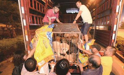 女子从玉林救300多条狗 遭当地人抬价共花9万