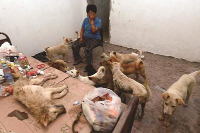 女子从玉林救300多条狗 遭当地人抬价共花9万