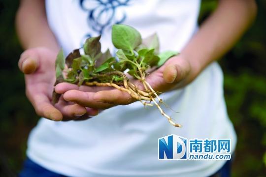 媒体称广西孤儿仅独居25天 吃野菜充饥被质疑