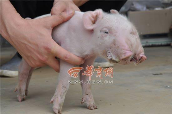 母猪产下两头三眼幼崽 两嘴可同时喝奶(图)