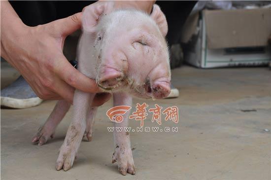 母猪产下两头三眼幼崽 两嘴可同时喝奶(图)