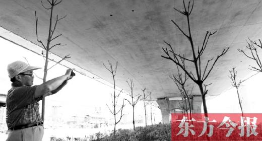 郑州立交下几百颗树大量死亡 4月种植仅存活3个月