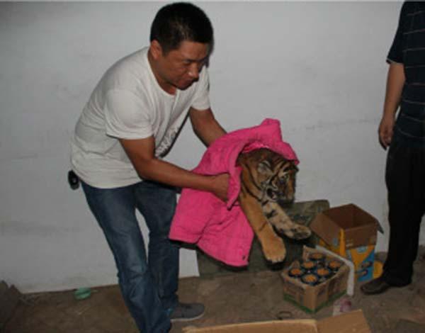 河南警方解救一只幼虎 村民25万网购欲牟取暴利