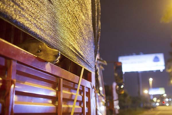 64岁老人从玉林救狗回重庆 一个月51只猫狗死亡