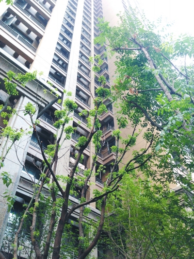 男童坠落处树枝有折断迹象