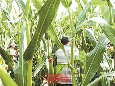 新疆披露击毙墨玉9名暴恐分子过程：15分钟解决