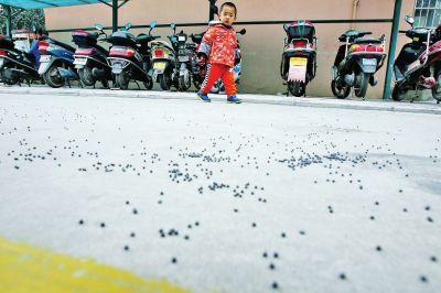 郑州一小区与靶场相邻 时常下“弹雨”(组图)