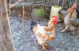 母鸡长出大红鸡冠变公鸡 开始打鸣不再下蛋(图)