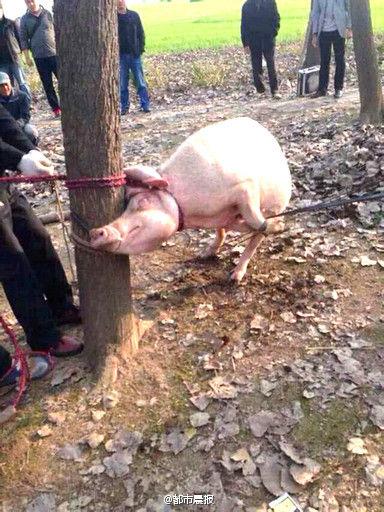江苏2岁男童被母猪咬死 猪体内发现孩子头骨(图)