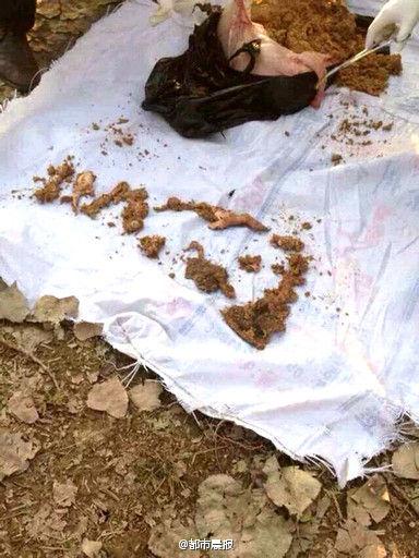 江苏2岁男童被母猪咬死 猪体内发现孩子头骨(图)