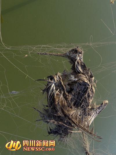 男子景区放9张大网捕鸟 被抓后称鸟都吃了(图)