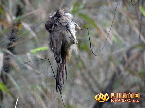 男子景区放9张大网捕鸟 被抓后称鸟都吃了(图)