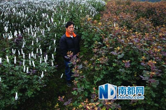 广州花农种植60万朵玫瑰一夜凋零 疑被投毒(图)