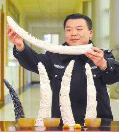 　　1月5日，办案民警展示挡获的犀牛角、盔犀鸟头、象牙制品。