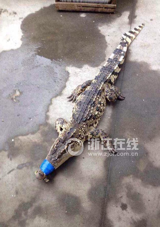 网传杭州萧山土豪喜宴吃鳄鱼(图)