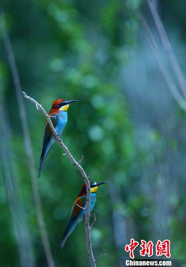 鸟界“美人”黄喉蜂虎现身新疆哈巴河县