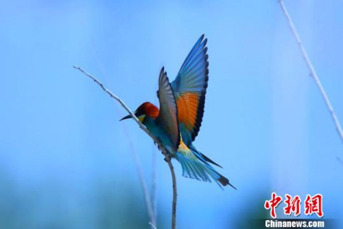 图为黄喉蜂虎飞抵树枝上。　刘是何 摄