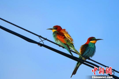 图为黄喉蜂虎现身新疆哈巴河县萨尔塔木什坎齐村。　刘是何 摄