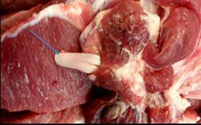 图1.猪肉中的“白色带状物”(佘锐萍)