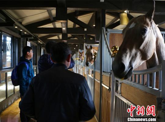 中国汗血马基地迎客游客与马“亲密接触”（组图）