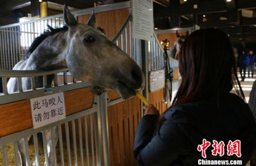 图为游客在喂汗血宝马吃胡萝卜。　耿丹丹 摄