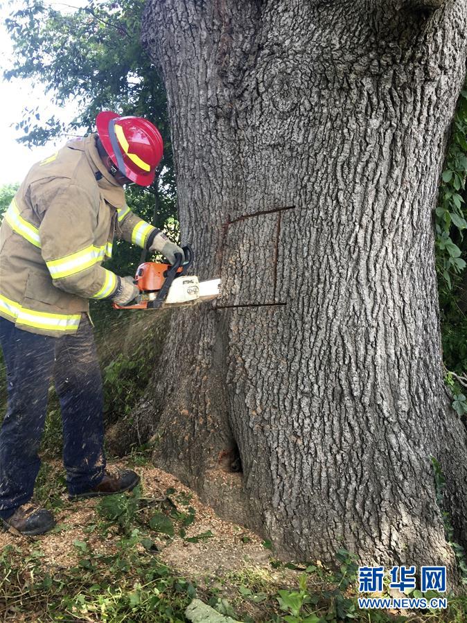[1]（外代二线）解救被困树洞的狗