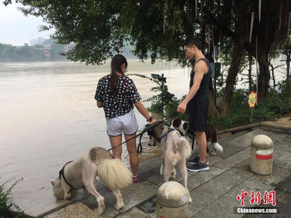 广西柳江河出现小洪峰 市民江边溜狗钓鱼抓虾