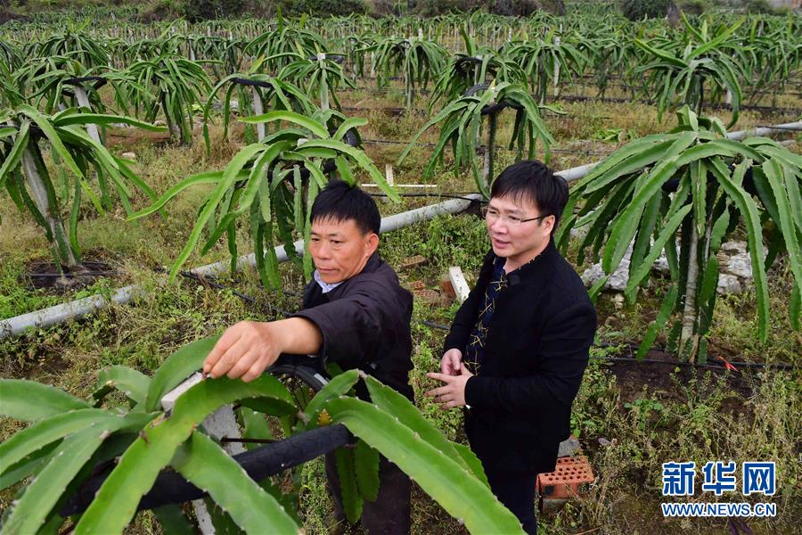 （新华全媒头条·图文互动）（2）八桂大地起春潮——以习近平同志为核心的党中央关心广西发展纪实